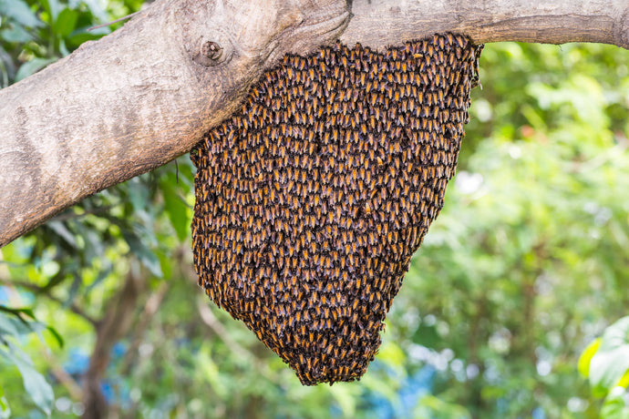 Do you need a Beekeeping suit to catch a swam.